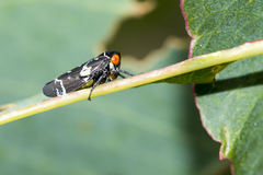Eurymeloides punctata