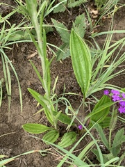 Helichrysum miconiifolium