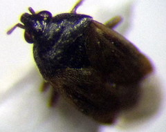 Orius minutus