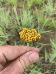 Helichrysum miconiifolium