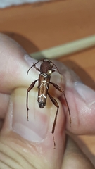Neoclytus cacicus