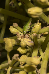 Ocirrhoe unimaculata