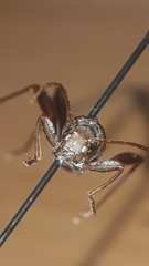 Neoclytus cacicus