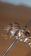 Neoclytus cacicus