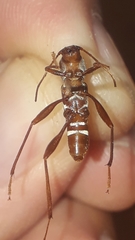 Neoclytus cacicus