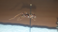 Neoclytus cacicus