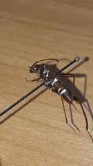Neoclytus cacicus