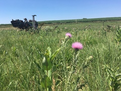 Carduus acanthoides acanthoides