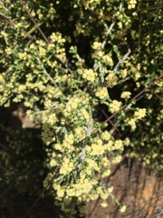 Ozothamnus scutellifolius