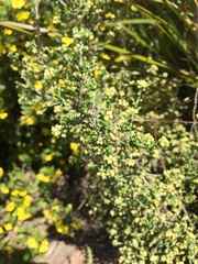 Ozothamnus scutellifolius