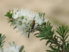 Chauliognathus sydneyanus