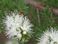 Chauliognathus sydneyanus