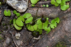 Corybas obscurus