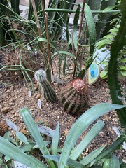 Echinocereus reichenbachii