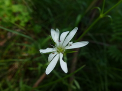 Stellaria angustifolia