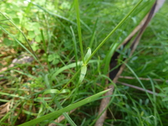 Stellaria angustifolia