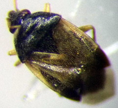 Orius minutus