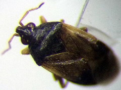 Orius minutus