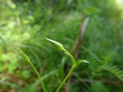 Stellaria angustifolia