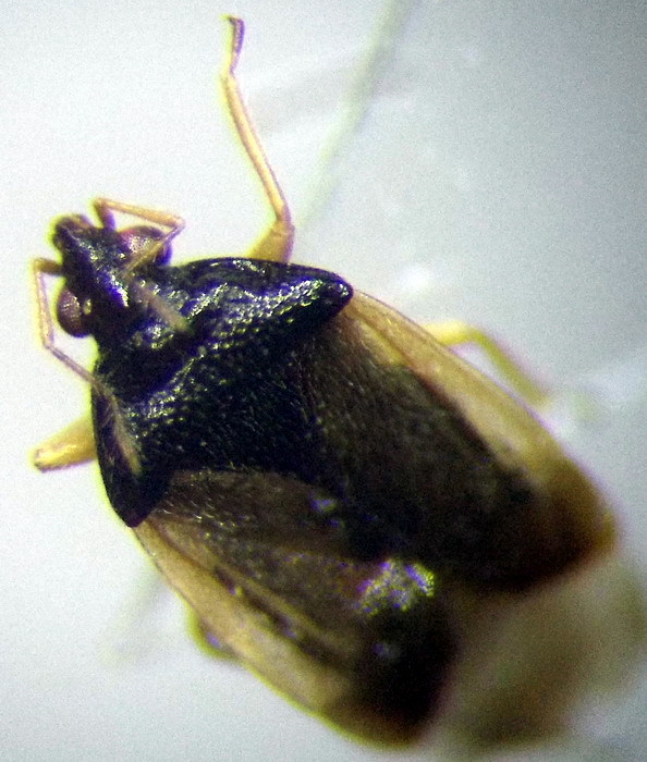 Minute pirate bug