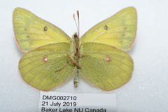 Colias hecla