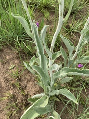 Helichrysum pallidum