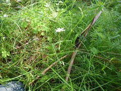Stellaria angustifolia