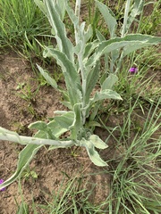 Helichrysum pallidum