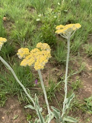Helichrysum pallidum