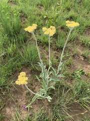 Helichrysum pallidum