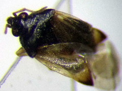 Orius minutus