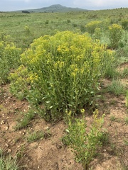 Senecio microglossus
