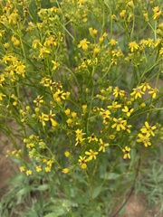 Senecio microglossus