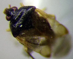 Orius minutus