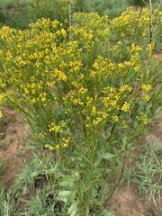 Senecio microglossus