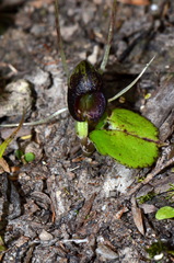 Corybas obscurus