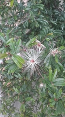 Calliandra selloi
