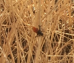 Calopompilus pyrrhomelas