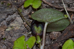 Corybas obscurus