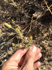 Heterotheca oregona compacta