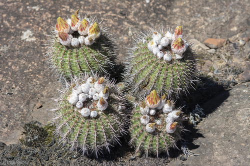 Parodia mueller-melchersii