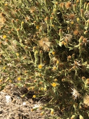 Heterotheca oregona compacta