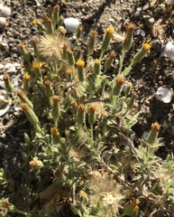 Heterotheca oregona compacta
