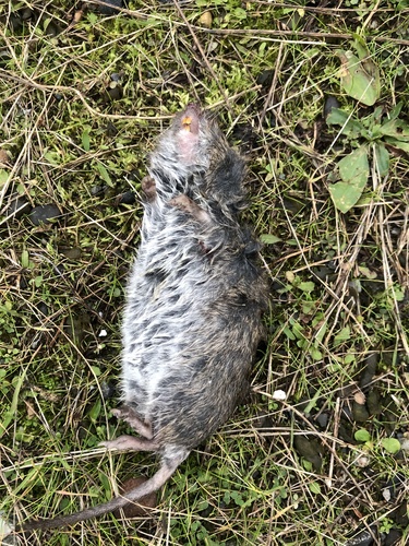 Townsend's Vole