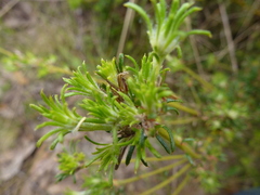 Phyllota pleurandroides