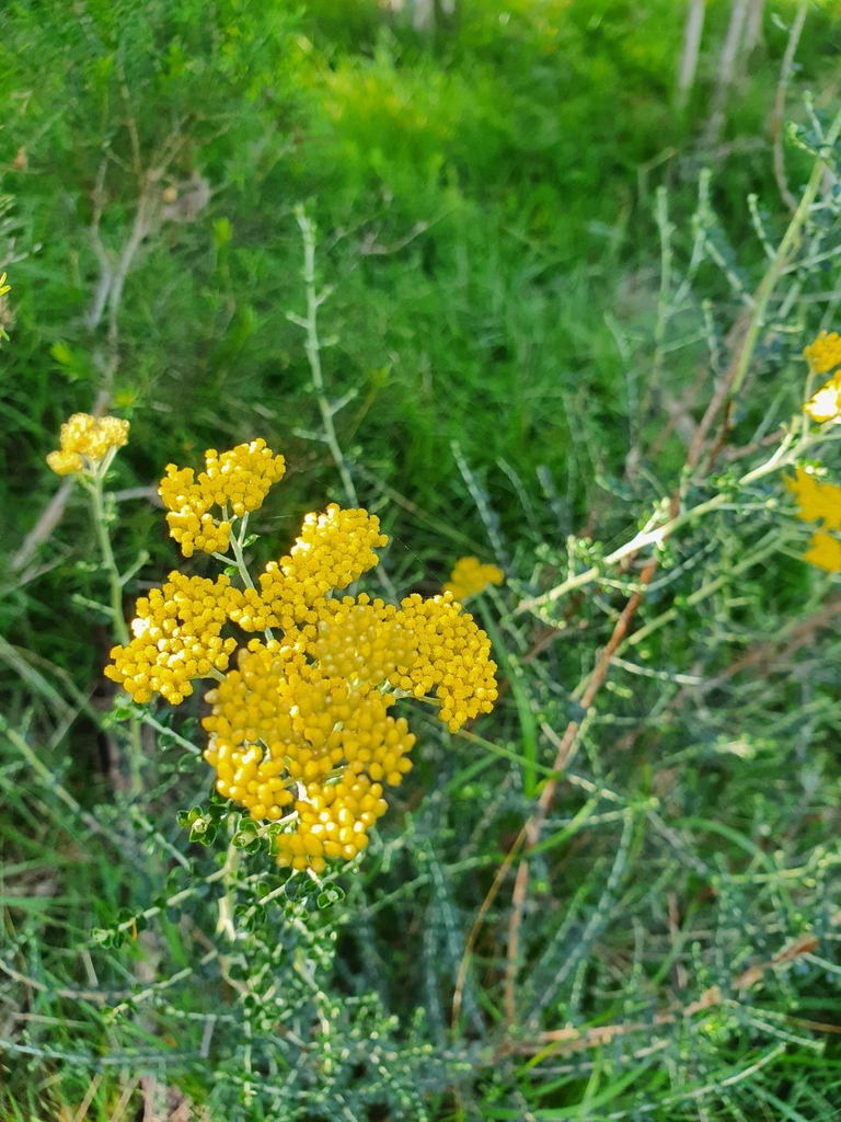 Grey Everlasting from Endeavour Hills VIC 3802, Australia on November ...