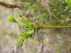 Phyllota pleurandroides