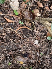 Lissachatina immaculata