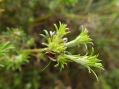 Phyllota pleurandroides