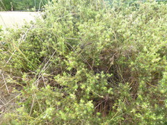 Phyllota pleurandroides